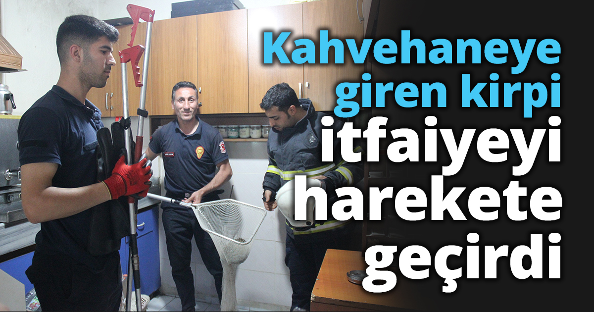 Kahvehaneye giren kirpi itfaiyeyi harekete geçirdi