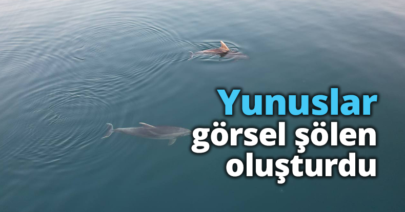 Yunuslar görsel şölen oluşturdu