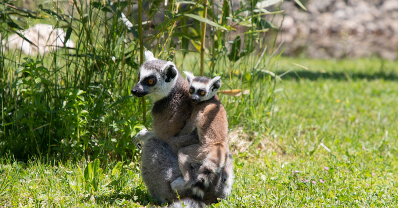 Yavru lemur, Ormanya ailesine katıldı