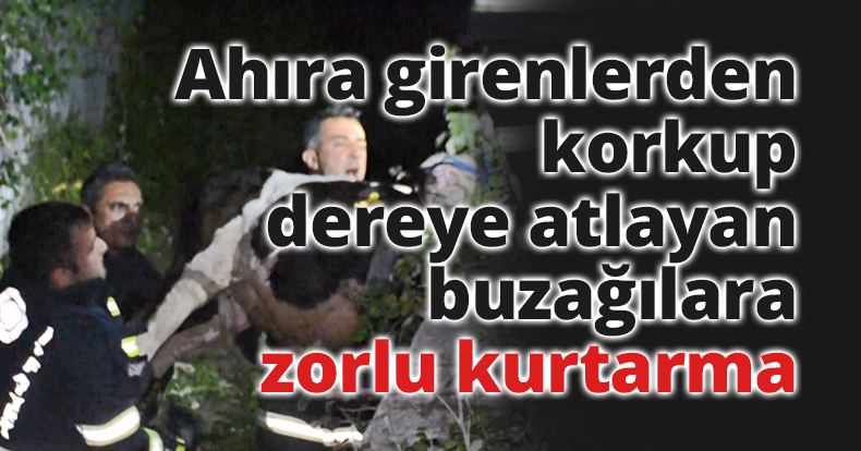 Ahıra girenlerden korkup dereye atlayan buzağılara itfaiyeden zorlu kurtarma