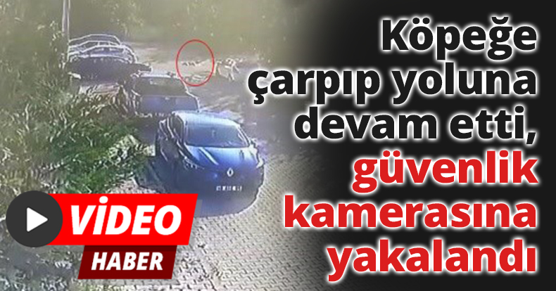 Köpeğe çarpıp yoluna devam etti, güvenlik kamerasına yakalandı