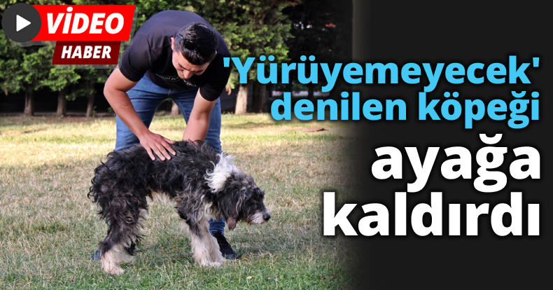 'Yürüyemeyecek' denilen köpeği ayağa kaldırdı