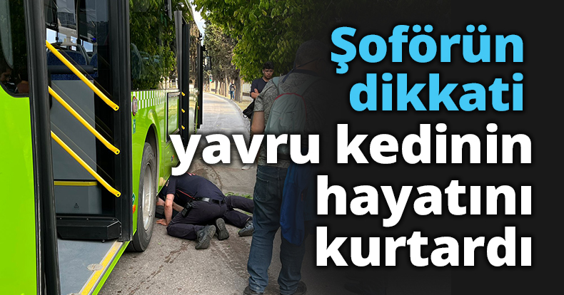 Şoförün dikkati yavru kedinin hayatını kurtardı 