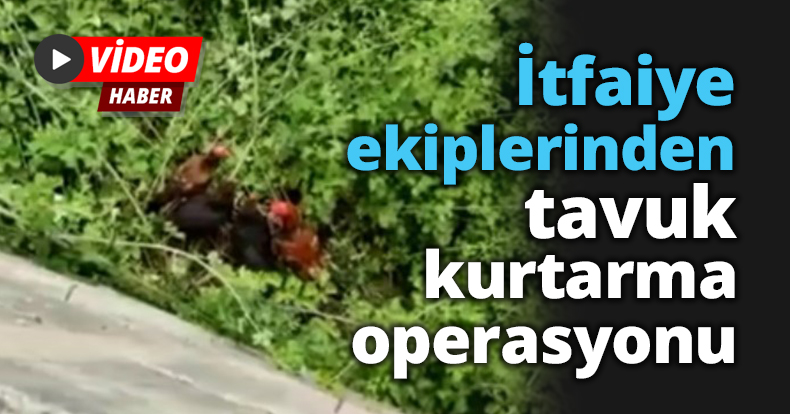 İtfaiye ekiplerinden 'tavuk kurtarma' operasyonu