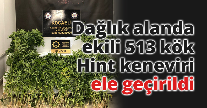 Dağlık alanda ekili 513 kök Hint keneviri ele geçirildi