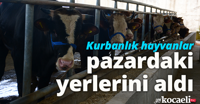 Kurbanlık hayvanlar pazardaki yerlerini aldı