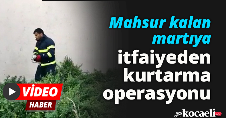 Mahsur kalan martıya itfaiyeden kurtarma operasyonu