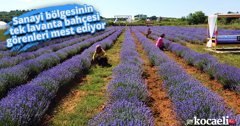 Sanayi bölgesinin tek lavanta bahçesi görenleri mest ediyor