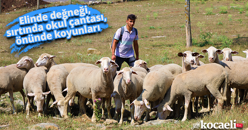 Elinde değneği, sırtında okul çantası, önünde koyunları