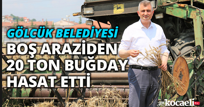 GÖLCÜK BELEDİYESİ BOŞ ARAZİDEN 20 TON BUĞDAY HASAT ETTİ