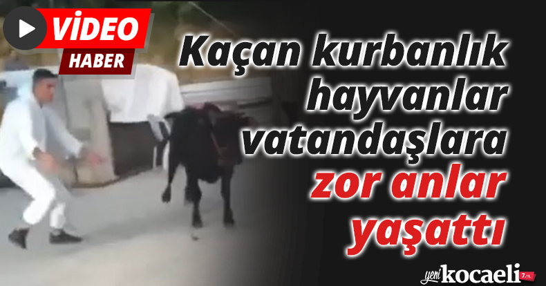 Kaçan kurbanlık hayvanlar vatandaşlara zor anlar yaşattı