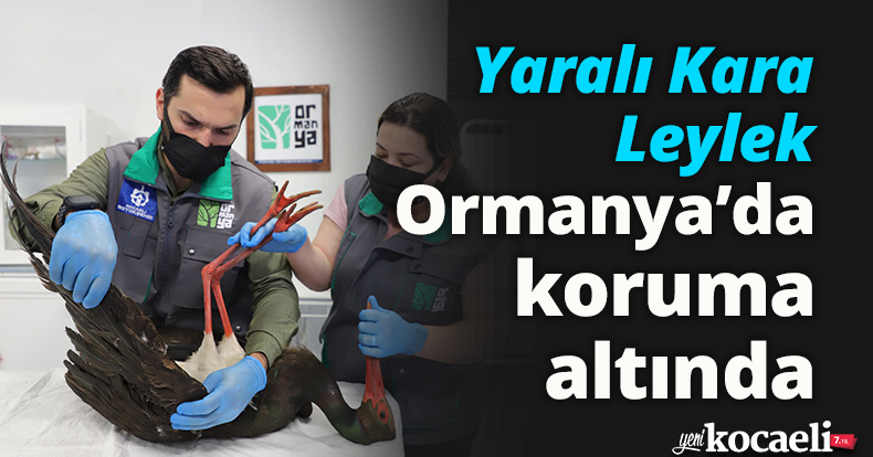 Yaralı Kara Leylek Ormanya’da koruma altında