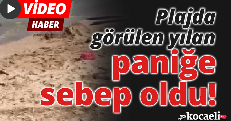 Plajda görülen yılan paniğe sebep oldu