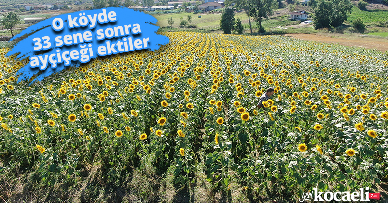O köyde 33 sene sonra ayçiçeği ektiler