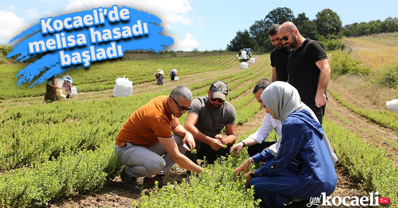 Kocaeli’de melisa hasadı başladı