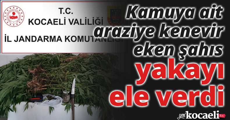 Kamuya ait araziye kenevir eken şahıs yakayı ele verdi