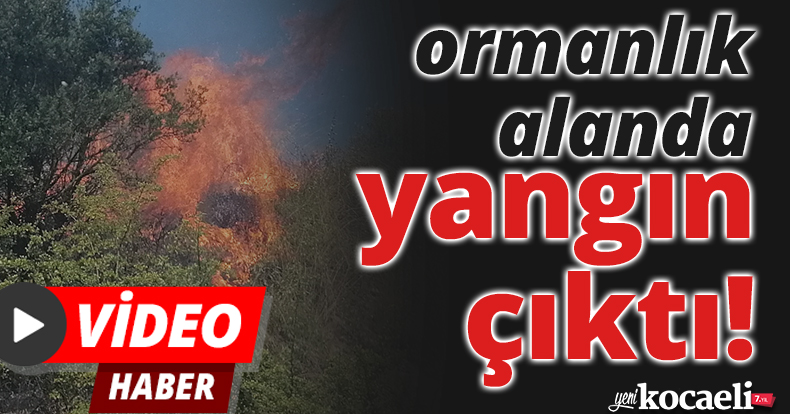 Kocaeli'de ormanlık alanda yangın çıktı