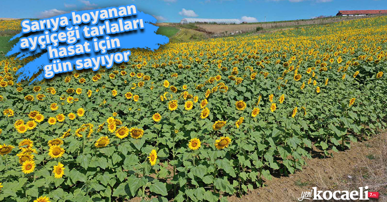 Sarıya boyanan ayçiçeği tarlaları hasat için gün sayıyor