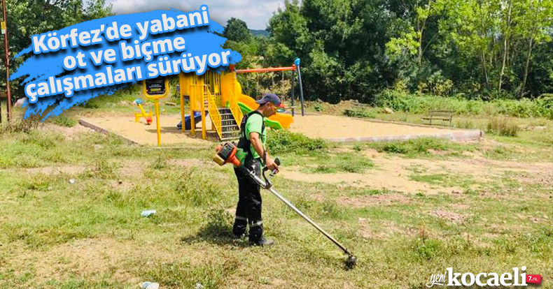 Körfez’de yabani ot ve biçme çalışmaları sürüyor