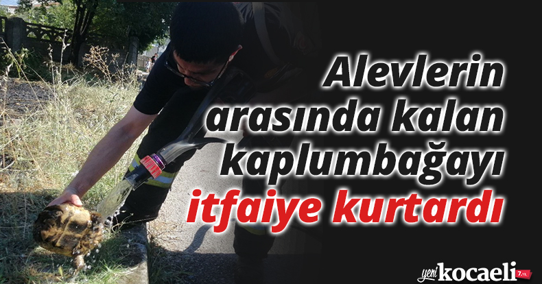 Alevlerin arasında kalan kaplumbağayı itfaiye kurtardı