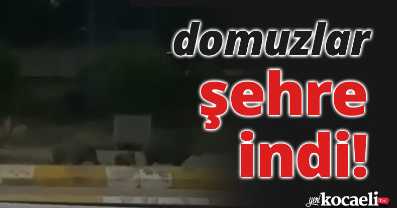 Kocaeli'de domuzlar şehre indi