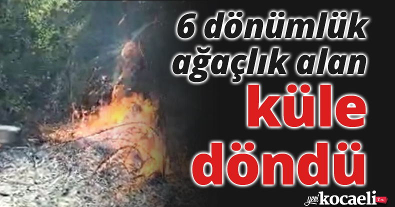 6 dönümlük ağaçlık alan küle döndü