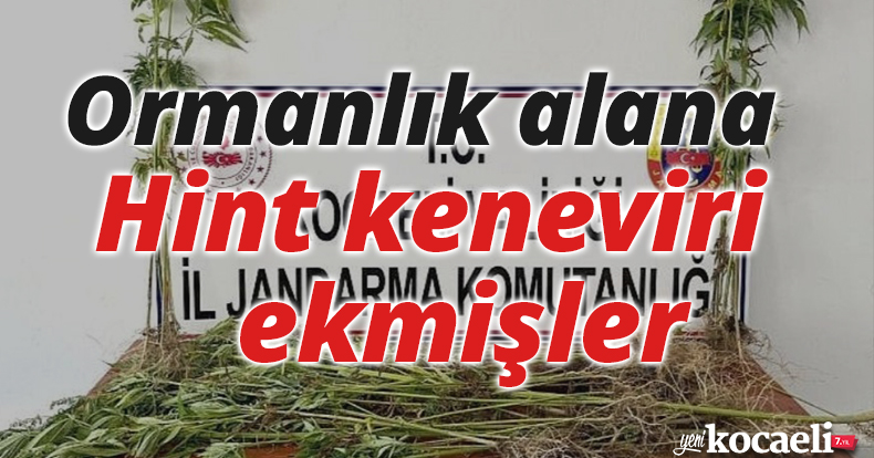 Ormanlık alana Hint keneviri ekmişler