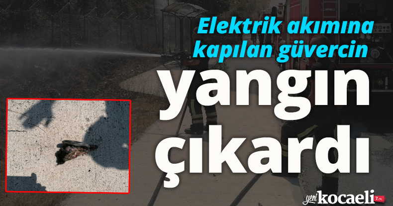 Elektrik akımına kapılan güvercin ağaçlık alanda yangın çıkardı
