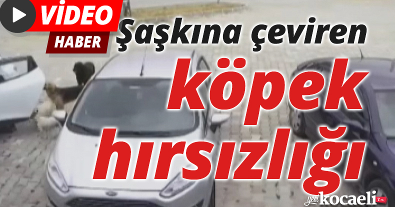 Şaşkına çeviren köpek hırsızlığı