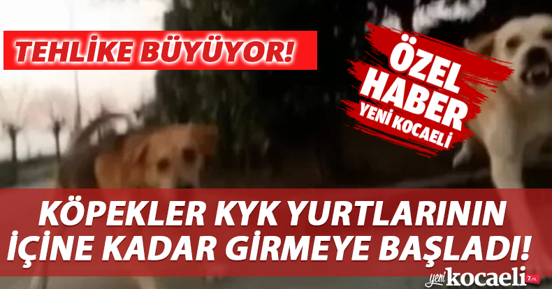 KÖPEKLER KYK YURTLARININ İÇİNE KADAR GİRMEYE BAŞLADI!
