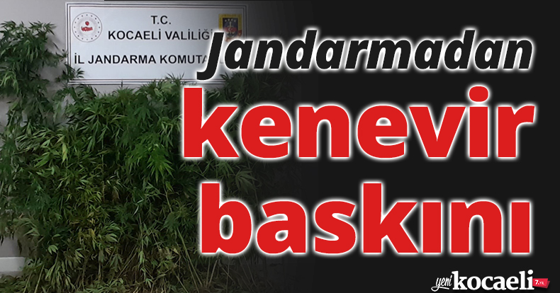 Tarlalarına kenevir eken şahıslara jandarma operasyonu