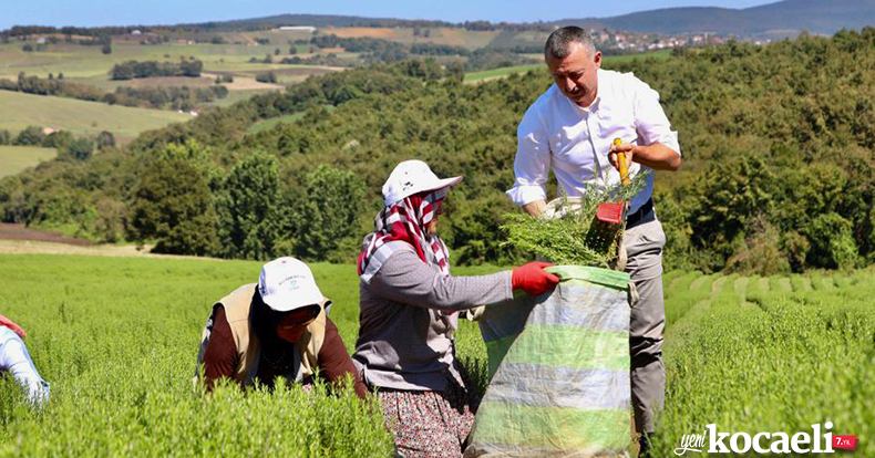 Başkan Büyükakın önce biberiye hasadı yaptı, sonra distilasyon tesisinin tanıtımına katıldı