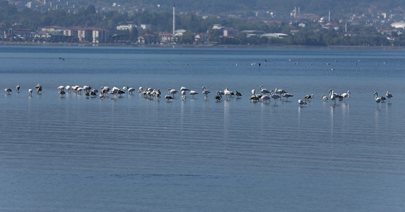 Bu güzelliği görmelisiniz   
