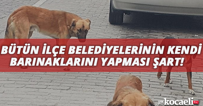 BÜTÜN İLÇE BELEDİYELERİNİN KENDİ BARINAKLARINI YAPMASI ŞART