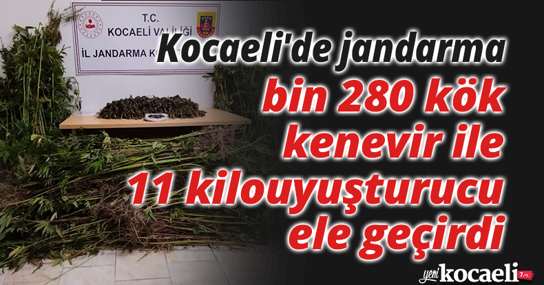 Kocaeli'de jandarma bin 280 kök kenevir ile 11 kilo uyuşturucu ele geçirdi