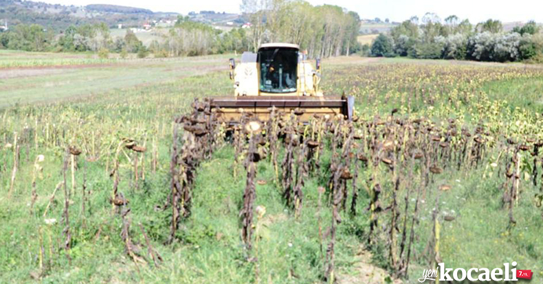 Kandıra Belediyesi ayçiçeği hasadına başladı