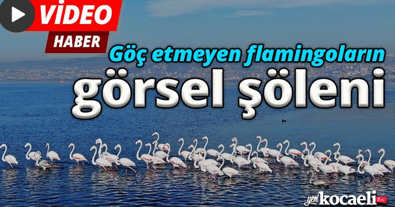 Göç etmeyen flamingoların görsel şöleni