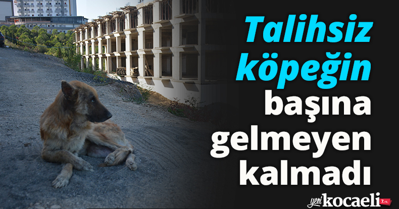 Talihsiz köpeğin başına gelmeyen kalmadı