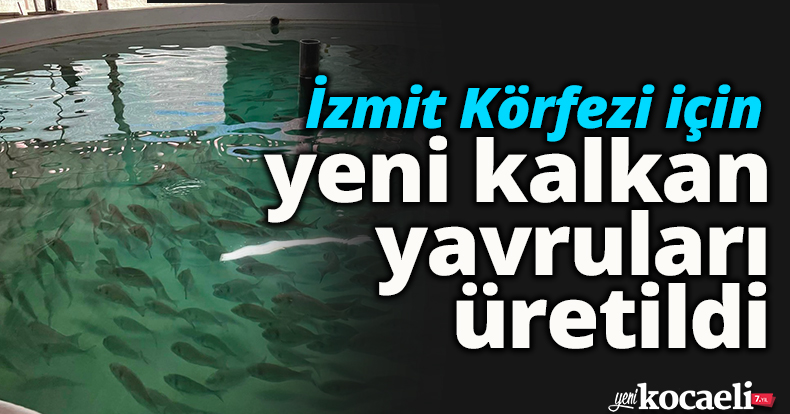 İzmit Körfezi için yeni kalkan yavruları üretildi