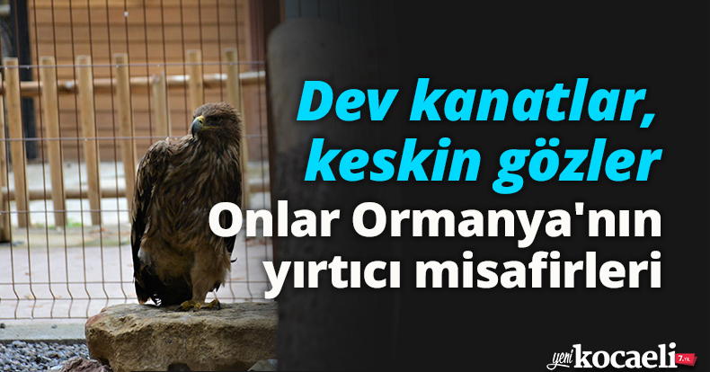 Dev kanatlar, keskin gözler: Onlar Ormanya'nın yırtıcı misafirleri