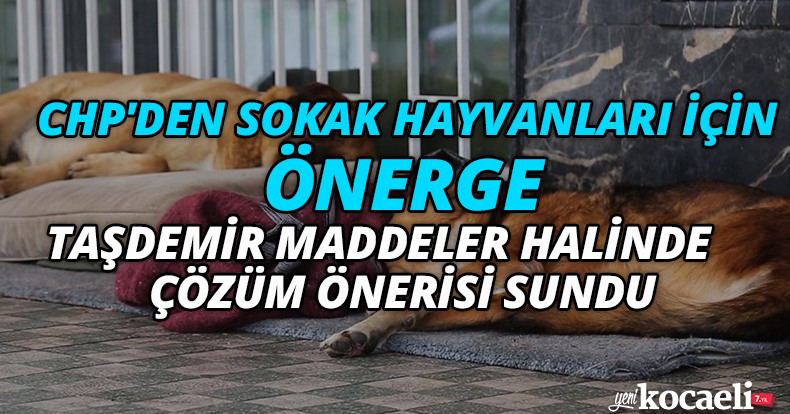 CHP'DEN SOKAK HAYVANLARI İÇİN ÖNERGE, TAŞDEMİR MADDELER HALİNDE ÇÖZÜM ÖNERİSİ SUNDU 