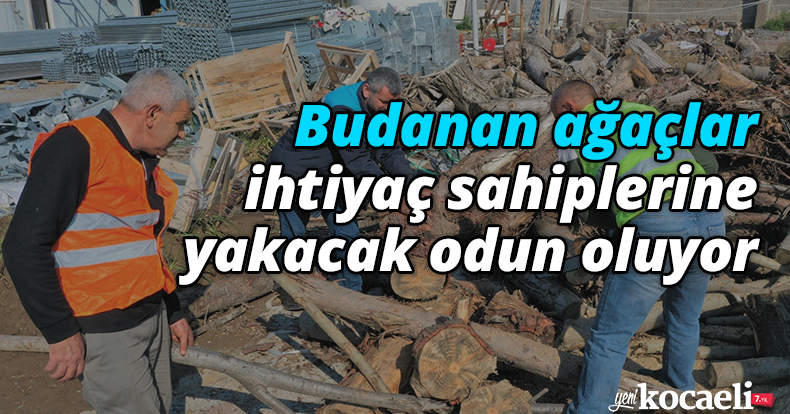 Budanan ağaçlar ihtiyaç sahiplerine yakacak odun oluyor
