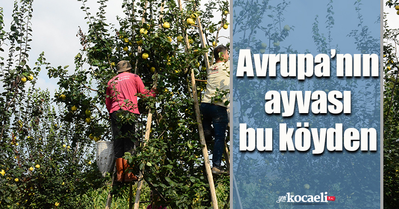 Avrupa’nın ayvası bu köyden