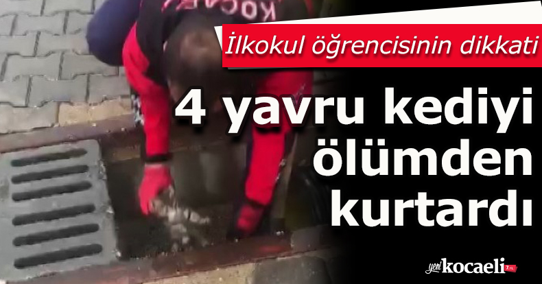 İlkokul öğrencisinin dikkati 4 yavru kediyi ölümden kurtardı