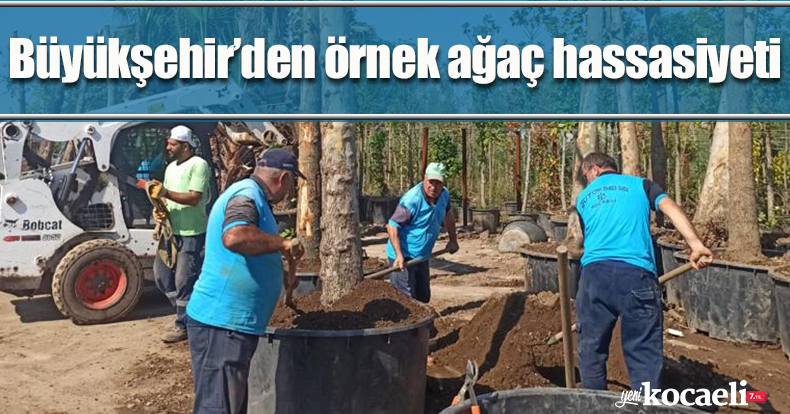 Büyükşehir’den örnek ağaç hassasiyeti