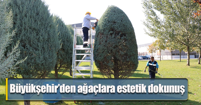 Büyükşehir’den ağaçlara estetik dokunuş