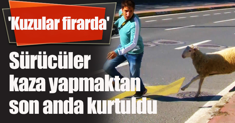 'Kuzular firarda'