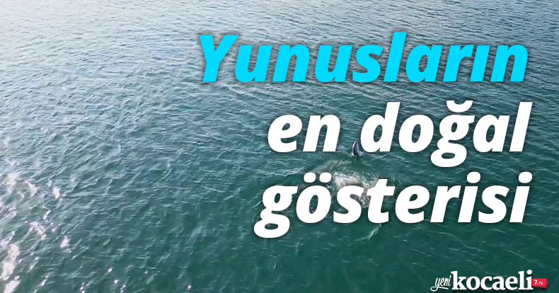 Yunusların en doğal gösterisi