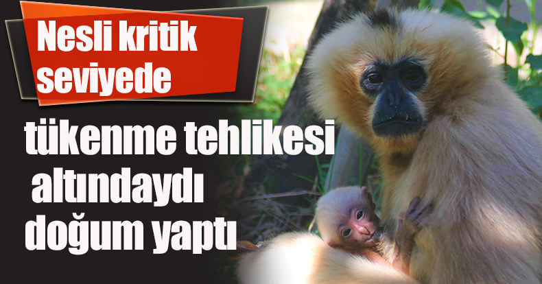 Nesli kritik seviyede tükenme tehlikesi altındaydı, doğum yaptı