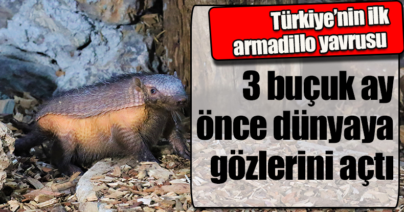 Türkiye’nin ilk armadillo yavrusu 3 buçuk ay önce dünyaya gözlerini açtı